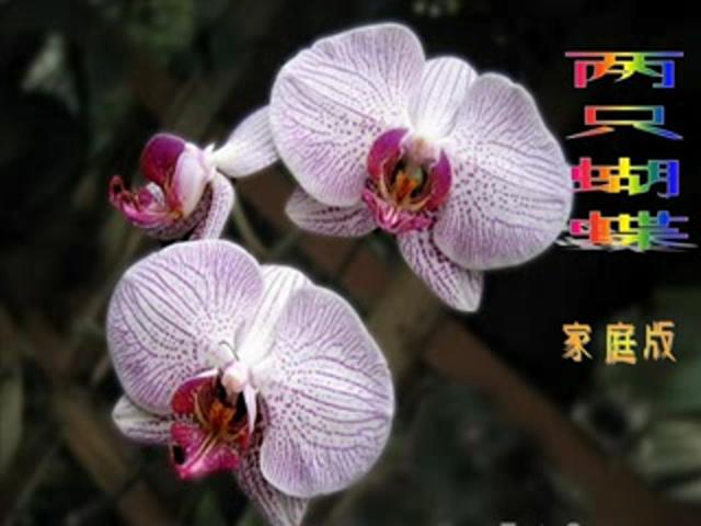 两只蝴蝶(家庭版)