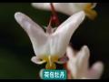 彩云之南广场舞第六集 云南花灯绣荷包
