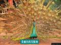 彩云之南广场舞第二集 孔雀公主