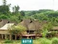 彩云之南广场舞第十四集 月光下的凤尾竹