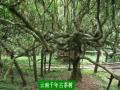 彩云之南广场舞第十七集 采茶舞