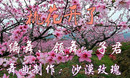 广场舞桃花开了 子君广场舞 附分解和背面
